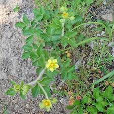 Attēlu rezultāti vaicājumam “Potentilla erecta fruit”
