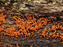 Attēlu rezultāti vaicājumam “Nectria peziza”