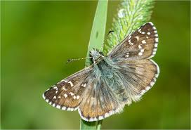 Attēlu rezultāti vaicājumam “Pyrgus alveus”