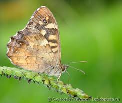 Attēlu rezultāti vaicājumam “Pararge aegeria underside”