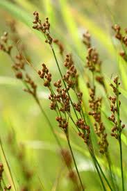 Attēlu rezultāti vaicājumam “Juncus compressus”