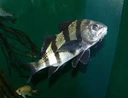 Image result for Pogonias cromis