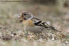 Attēlu rezultāti vaicājumam “Fringilla montifringilla”