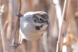 Image result for Emberiza pallasi