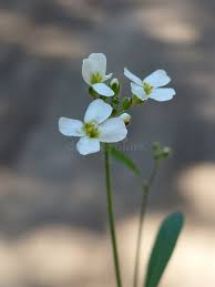 Attēlu rezultāti vaicājumam “Cardaminopsis arenosa leaf”