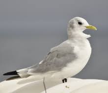 Attēlu rezultāti vaicājumam “Rissa tridactyla”