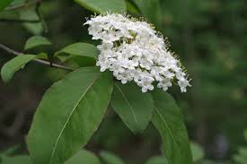 Attēlu rezultāti vaicājumam “Caprifoliaceae”