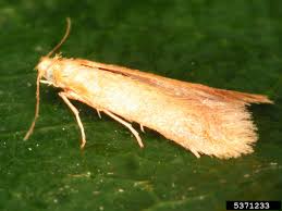 Attēlu rezultāti vaicājumam “Tischeria complanella larva”