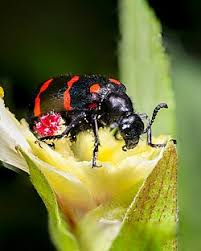 Attēlu rezultāti vaicājumam “Meloidae”