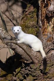 Attēlu rezultāti vaicājumam “Mustela erminea”