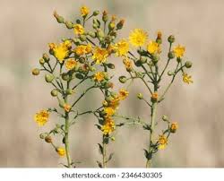 Attēlu rezultāti vaicājumam “Hieracium umbellatum flower”