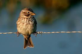 Image result for Emberiza calandra