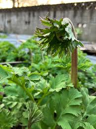 Attēlu rezultāti vaicājumam “Anemone sylvestris bud”