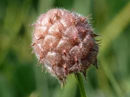 Attēlu rezultāti vaicājumam “Trifolium fragiferum fruit”