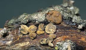 Attēlu rezultāti vaicājumam “Macrotyphula fistulosa var. contorta”