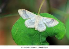 Attēlu rezultāti vaicājumam “Idaea aversata”