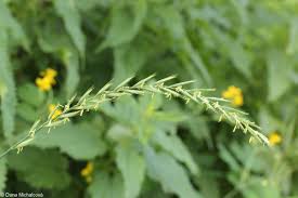 Attēlu rezultāti vaicājumam “Elytrigia repens flower”