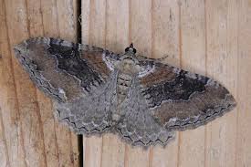 Attēlu rezultāti vaicājumam “Hydria cervinalis”