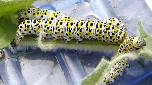 Attēlu rezultāti vaicājumam “Cucullia verbasci larva”