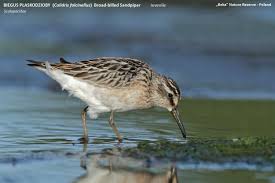 Attēlu rezultāti vaicājumam “Calidris falcinellus”