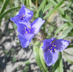 Attēlu rezultāti vaicājumam “Commelinaceae”