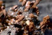 Attēlu rezultāti vaicājumam “Comatricha alta”