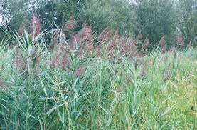 Attēlu rezultāti vaicājumam “Phragmites communis flower”