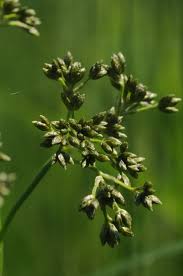 Attēlu rezultāti vaicājumam “Scirpus sylvaticus bud”