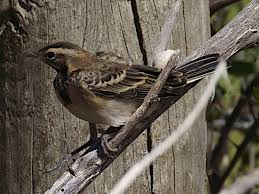 Attēlu rezultāti vaicājumam “Motacilla flava flava adult”