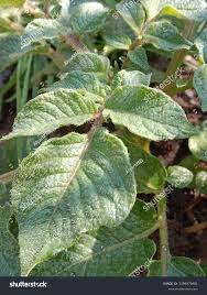 Attēlu rezultāti vaicājumam “Solanum tuberosum leaf”