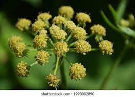 Attēlu rezultāti vaicājumam “Levisticum officinale flower”