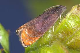 Attēlu rezultāti vaicājumam “Pammene rhediella”