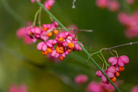 Attēlu rezultāti vaicājumam “Euonymus europaeus fruit”