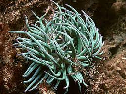 Attēlu rezultāti vaicājumam “Urocystis anemones”