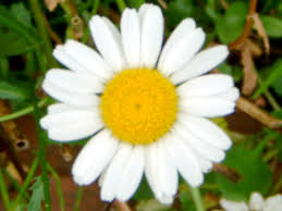 Attēlu rezultāti vaicājumam “Leucanthemum vulgare flower”