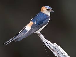 Image result for Cecropis daurica