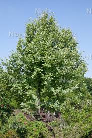 Attēlu rezultāti vaicājumam “Sorbus aria”