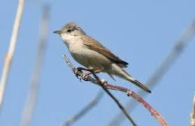 Attēlu rezultāti vaicājumam “Sylvia communis adult”