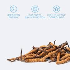 Attēlu rezultāti vaicājumam “Cordyceps”