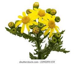 Attēlu rezultāti vaicājumam “Senecio vernalis bud”