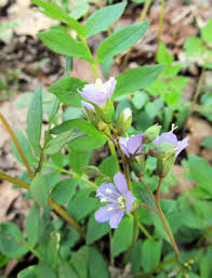 Attēlu rezultāti vaicājumam “Polemoniaceae”