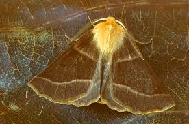 Attēlu rezultāti vaicājumam “Crocallis elinguaria larva”