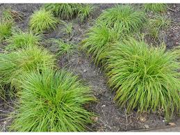 Attēlu rezultāti vaicājumam “Carex montana”