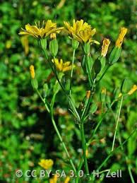 Attēlu rezultāti vaicājumam “Lapsana communis flower”