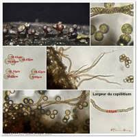 Attēlu rezultāti vaicājumam “Trichia botrytis var. cerifera spores”