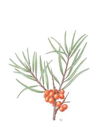 Attēlu rezultāti vaicājumam “Hippophae rhamnoides”