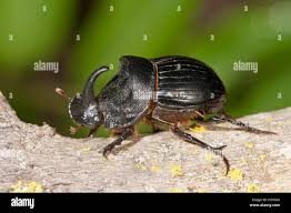 Attēlu rezultāti vaicājumam “Oryctes nasicornis male”