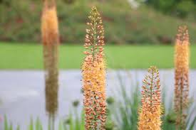 Image result for Steppenkerze