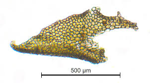 Attēlu rezultāti vaicājumam “Porella cordaeana”