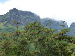 Attēlu rezultāti vaicājumam “Enkianthus chinensis”